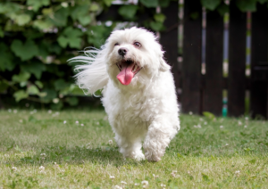 Maltese Terrier