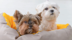 Maltese Terrier