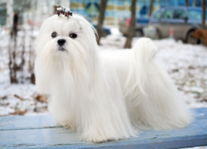 Maltese Terrier Bakım