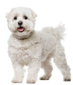 Maltese Terrier Beslenme