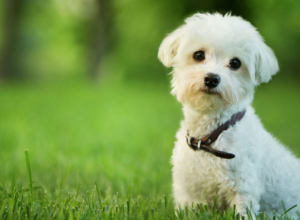 Maltese Terrier Nedir?