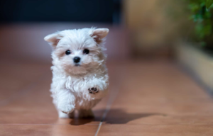 Maltese Terrier Özellikleri